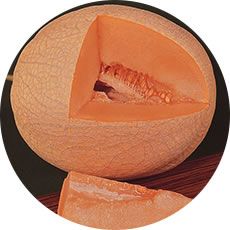 Melon de Cantaloup HALES BEST JUMBO