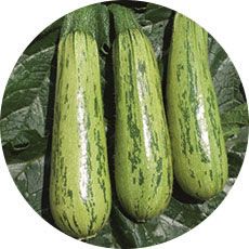 COURGETTE ANTONELLA