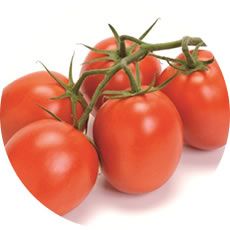 TOMATE ITALIENNE FASCINIO